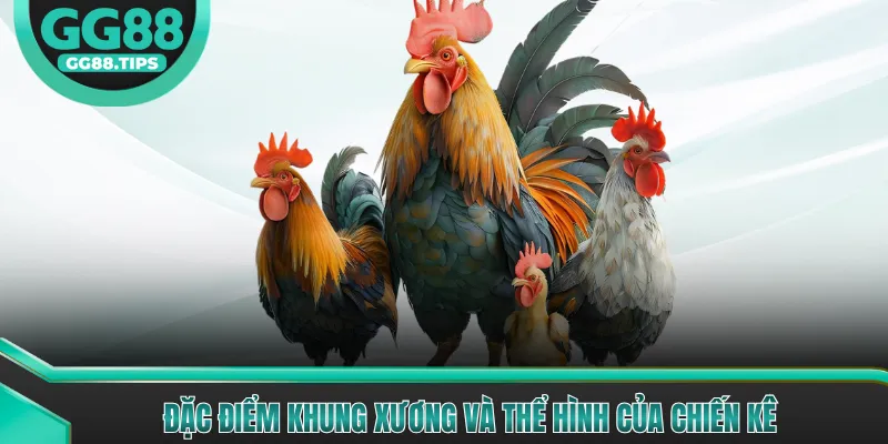 Đặc điểm khung xương và thể hình của chiến kê