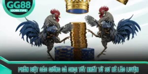 Phân Biệt Các Giống Gà Chọi Tốt Nhất Từ Sư Kê Lão Luyện